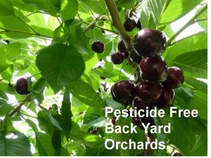 pesticide free