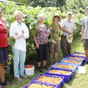 Gleaning Abundance 2017, GAP