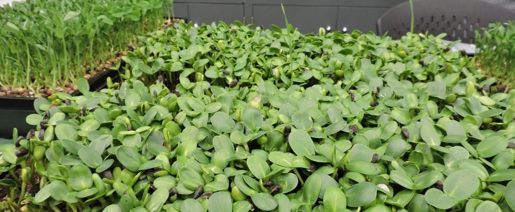 Microgreens Workshop