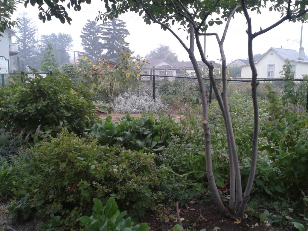 Summer FruitTree Pruning Kamloops Food Policy Council