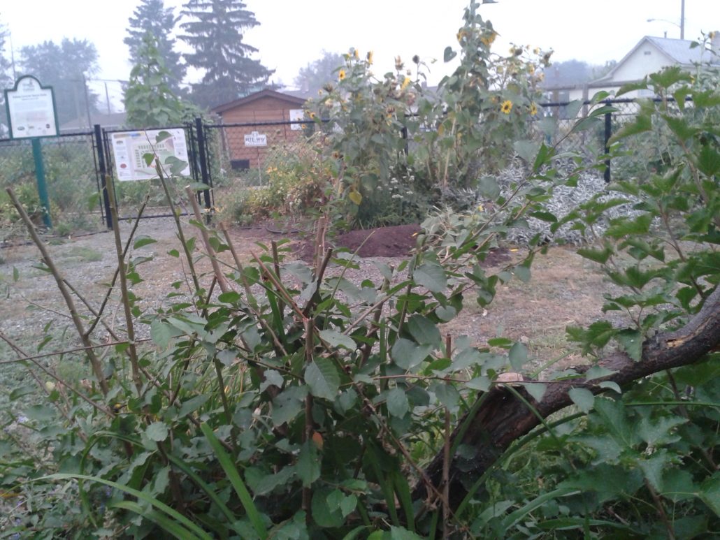 Summer FruitTree Pruning Kamloops Food Policy Council