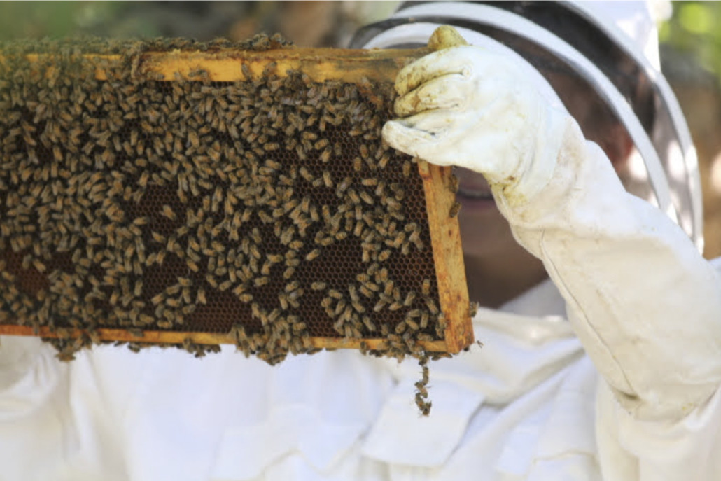 A frame from a bee hive is covered in bees and honey, being held by a person in a white bee keeping suit. 